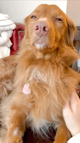 abbathetoller Instagram post about Dog companionship