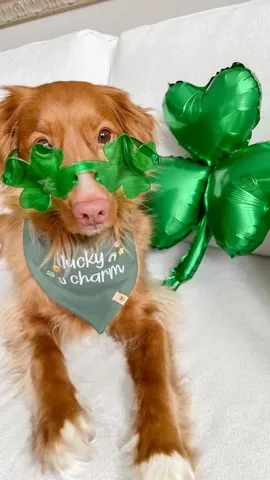 abbathetoller Instagram post about St. Patrick’s Day dog content