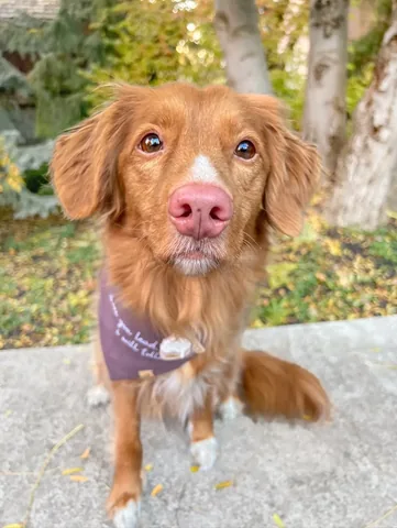 abbathetoller Instagram post about Dog humor