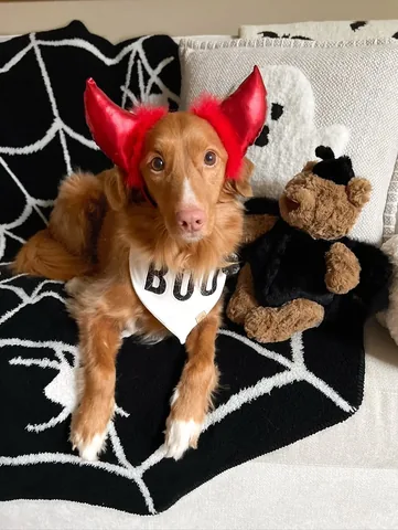 abbathetoller Instagram post about Halloween dog content