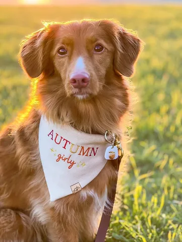 abbathetoller Instagram post about Pet companionship