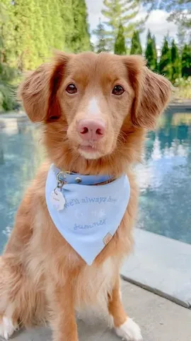 abbathetoller Instagram post about Dog fashion