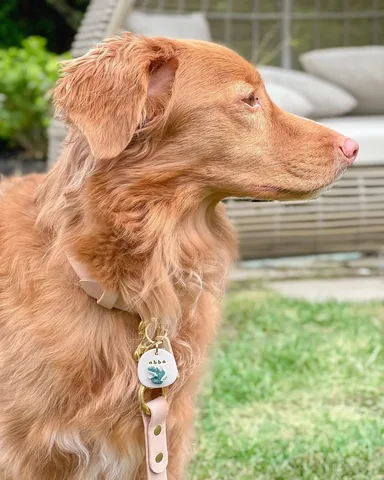 abbathetoller Instagram post about Pet accessories promotion