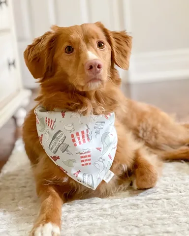 abbathetoller Instagram post about Dog fashion promotion