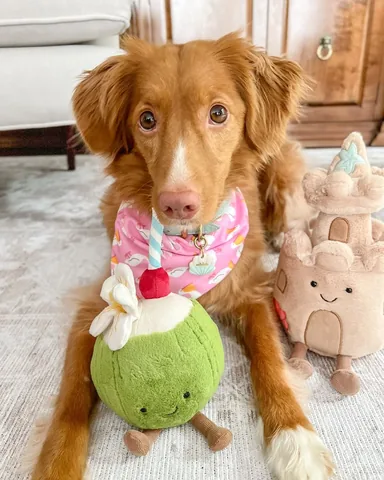 abbathetoller Instagram post about Dog birthday celebration