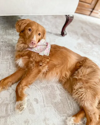 abbathetoller Instagram post about Dog lifestyle and fashion