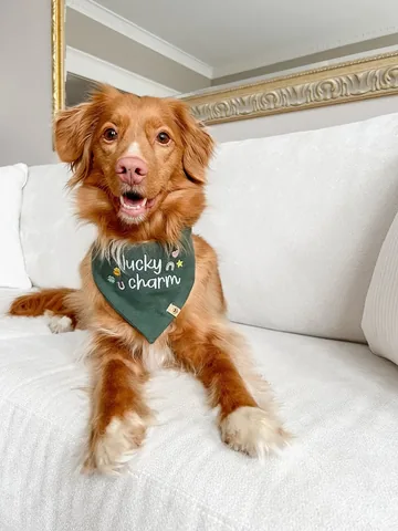 abbathetoller Instagram post about Dog appreciation