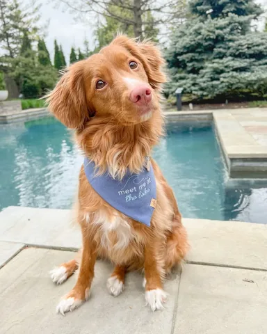 abbathetoller Instagram post about Summer dog lifestyle
