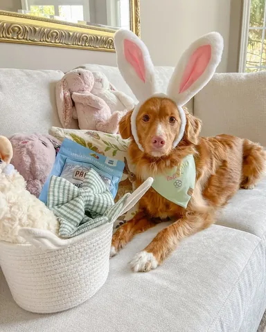 abbathetoller Instagram post about Easter dog activities