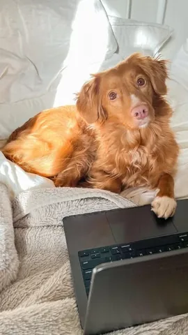abbathetoller Instagram post about Pet fashion promotion