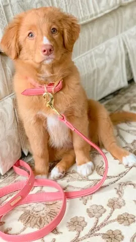 abbathetoller Instagram post about Dog humor