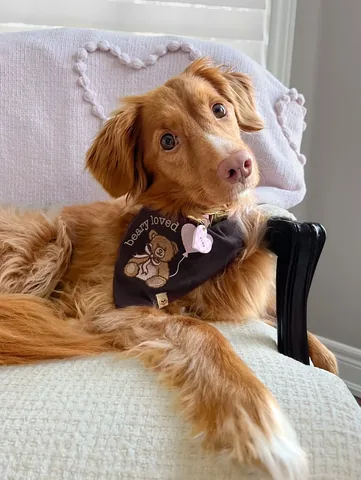 abbathetoller Instagram post about Pet appreciation