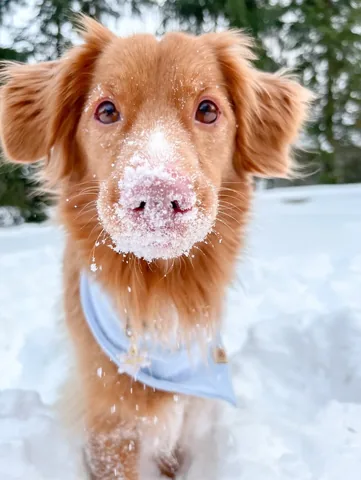 abbathetoller Instagram post about Winter dog activities