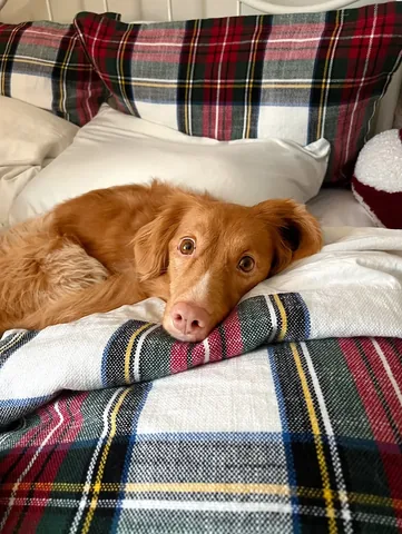 abbathetoller Instagram post about Cozy day