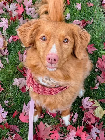 abbathetoller Instagram post about Seasonal dog photography