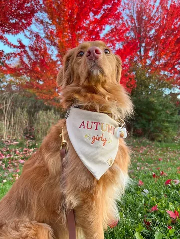 abbathetoller Instagram post about Autumn with pets