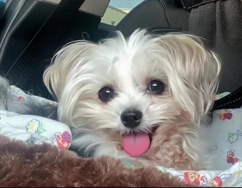 abby.pup Instagram post about Personal life update