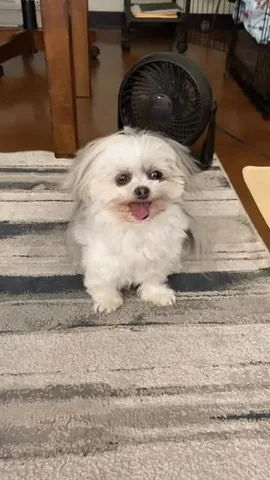 abby.pup Instagram post about Cushing’s disease diagnosis