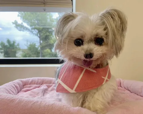 abby.pup Instagram post about Hypothyroidism treatment in a senior dog