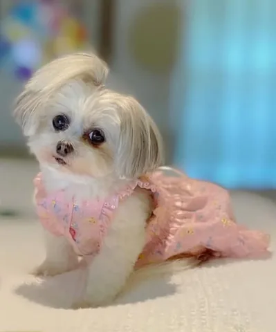 abby.pup Instagram post about Abby’s 13th birthday