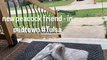 abby.pup Instagram post about Dog watching a peacock