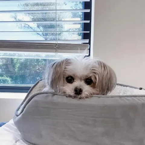abby.pup Instagram post about Senior dog injury