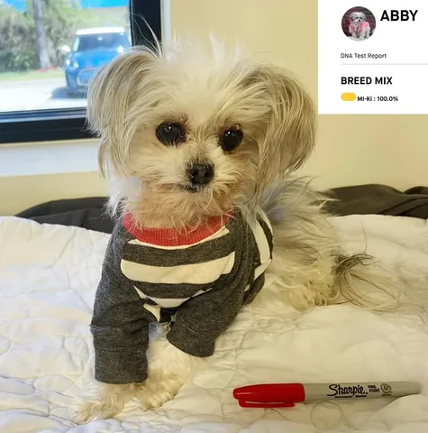 abby.pup Instagram post about Dog DNA testing