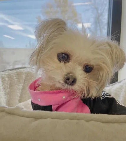 abby.pup Instagram post about Dog as a desk companion