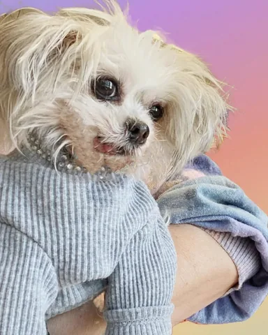 abby.pup Instagram post about Weekend health update