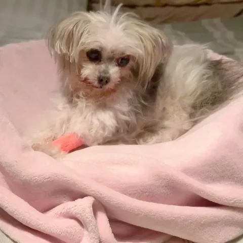 abby.pup Instagram post about Veterinary diagnostic testing