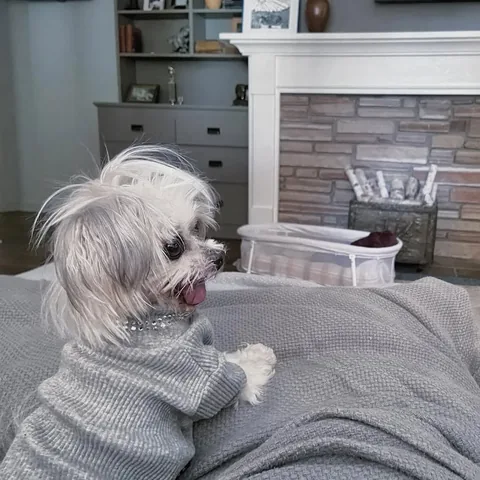 abby.pup Instagram post about Adaptive home setup for a senior dog