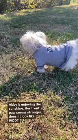abby.pup Instagram post about Senior dog mobility and recovery
