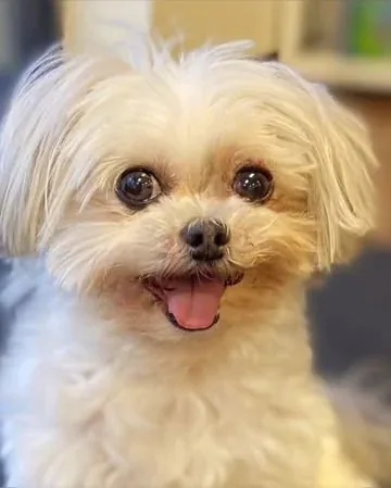 abby.pup Instagram post about Abby’s 14th birthday and life story