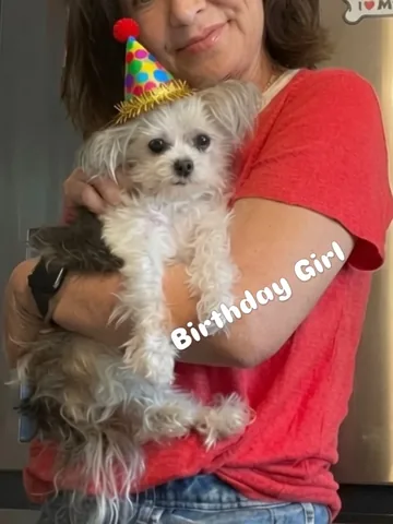 abby.pup Instagram post about Abby’s 14th birthday