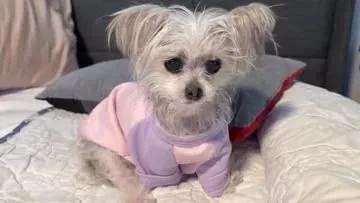 abby.pup Instagram post about End of life care for a senior dog
