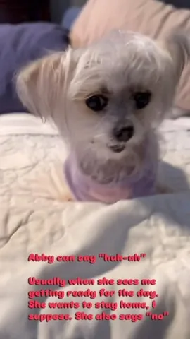 abby.pup Instagram post about Dog communication