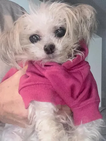 abby.pup Instagram post about Senior dog health improvement