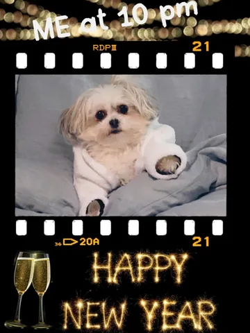 abby.pup Instagram post about New Year greeting