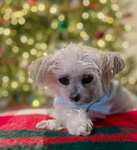 abby.pup Instagram post about Christmas greeting