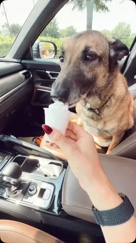 alexandra.nicole Instagram post about National Dog Day