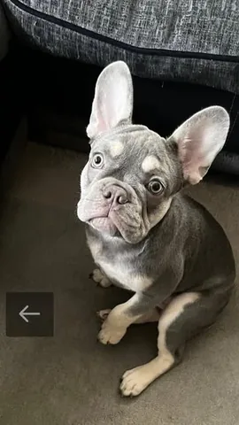 alexgrobson Instagram post about Pet dog