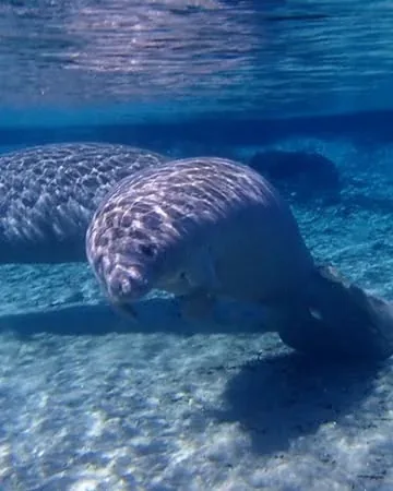 all.about.adventure Instagram post about Manatee encounter