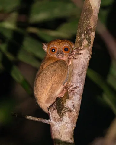 all.about.adventure Instagram post about Danum Valley wildlife