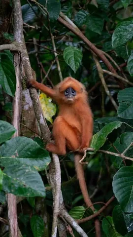 all.about.adventure Instagram post about Bornean primates