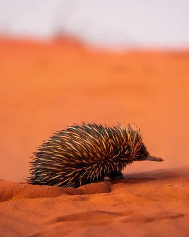 all.about.adventure Instagram post about Echidna biology