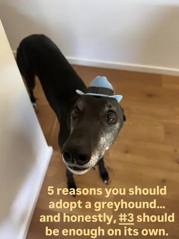 allira.potter Instagram post about Greyhound adoption