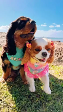 alohakiki808 Instagram post about Dog supplements