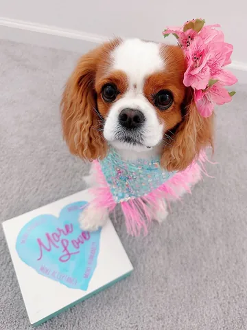 alohakiki808 Instagram post about Pet fashion
