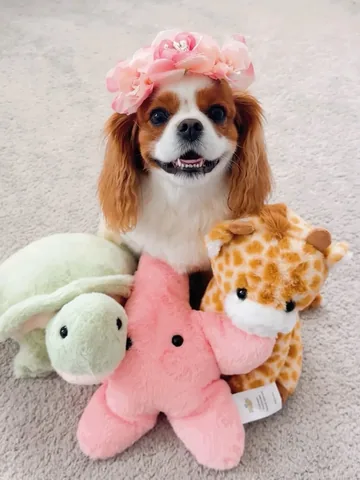 alohakiki808 Instagram post about Therapeutic plush products