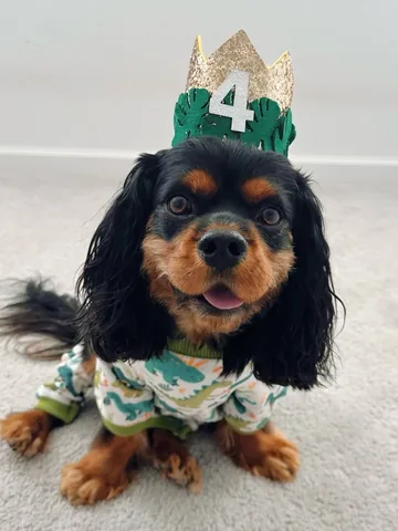 alohakiki808 Instagram post about Dog birthday